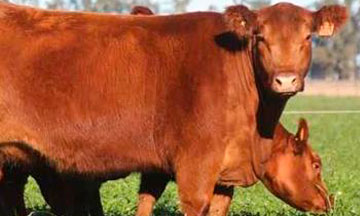 Bovino