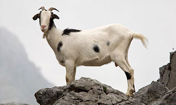 Caprino